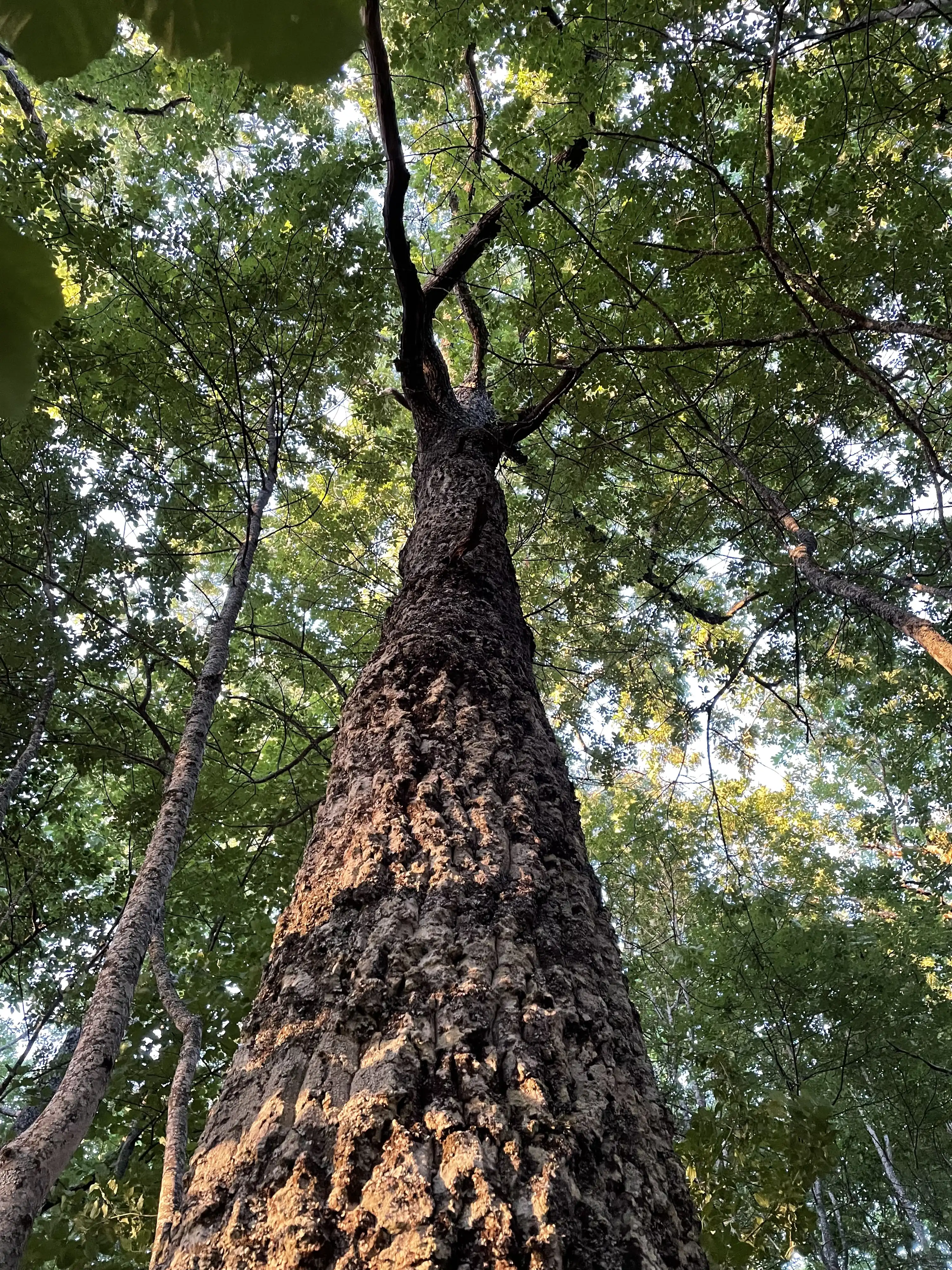 Albero di greenwood