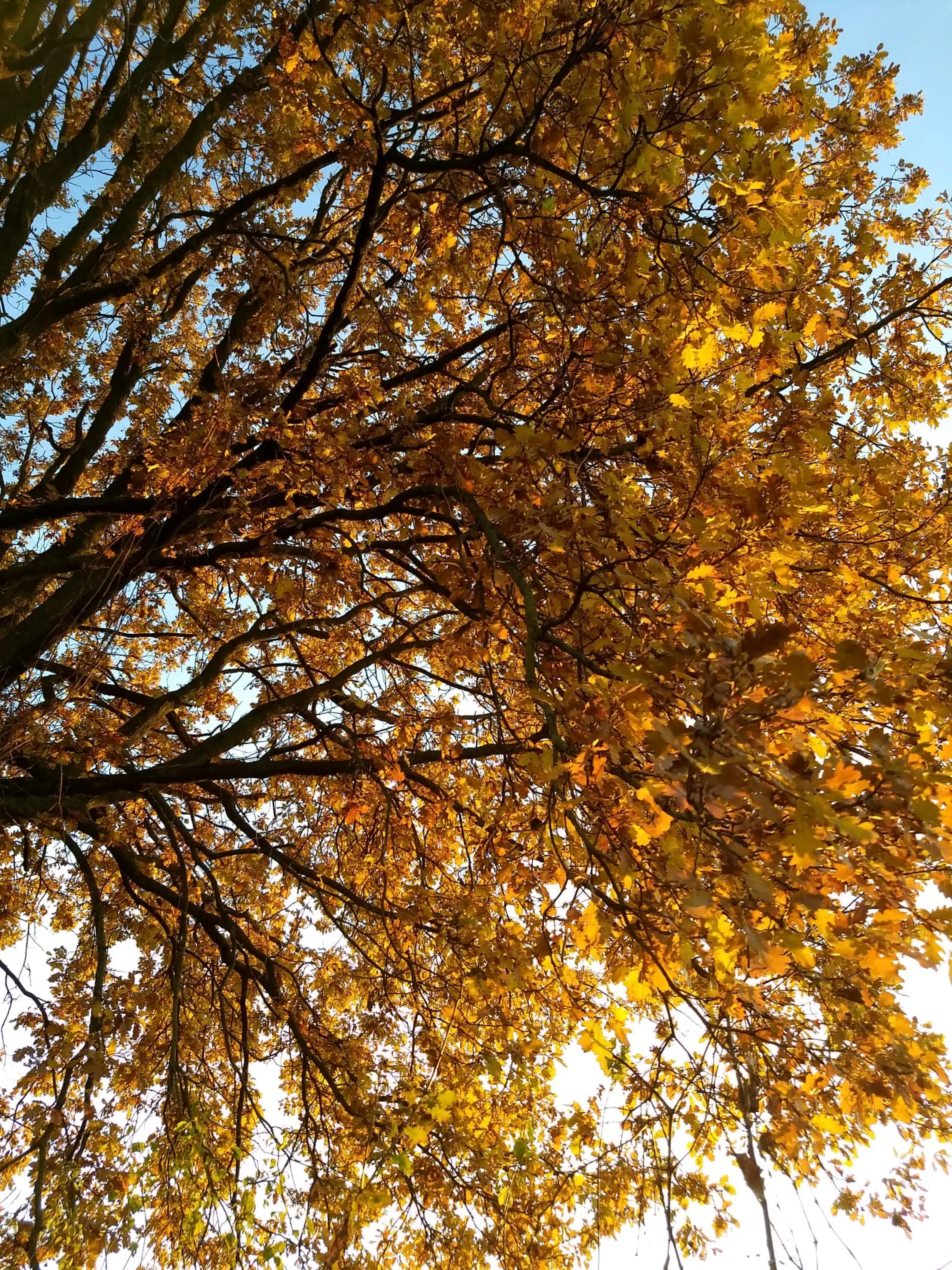 Un albero al tramonto