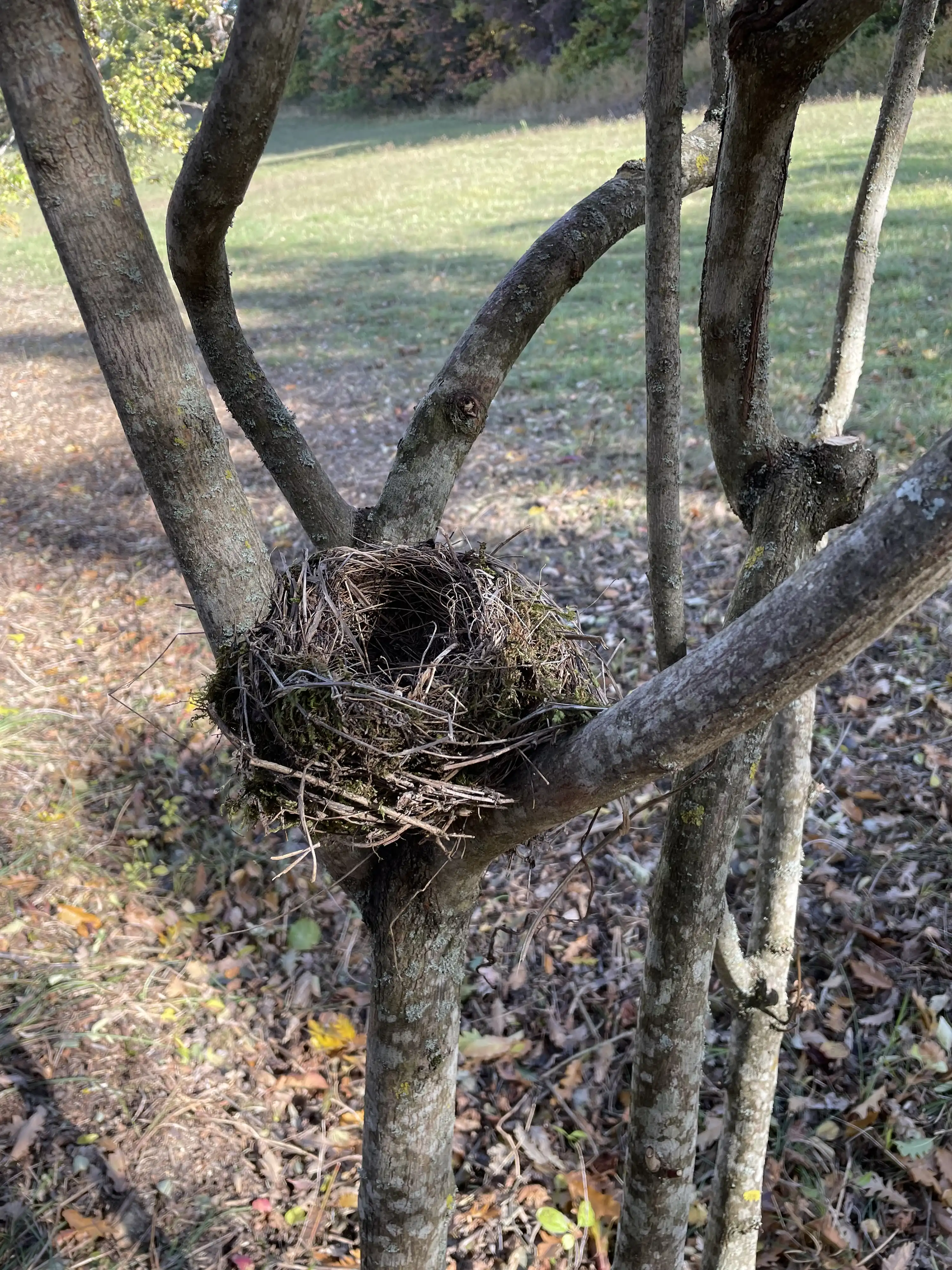 Un nido trovato nel bosco